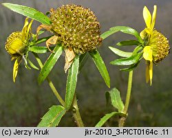 Bidens cernua (uczep zwisły)