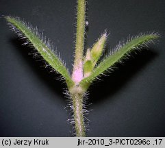 Cerastium glomeratum (rogownica skupiona)