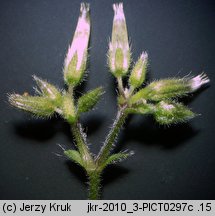 Cerastium glomeratum (rogownica skupiona)