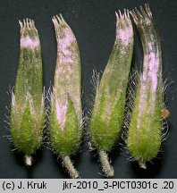 Cerastium glomeratum (rogownica skupiona)