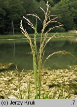Glyceria maxima (manna mielec)