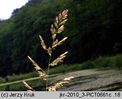 Phalaris arundinacea (mozga trzcinowata)