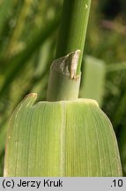 Phalaris arundinacea (mozga trzcinowata)