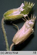 Cerastium arvense (rogownica polna)