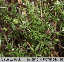 Galium aparine (przytulia czepna)