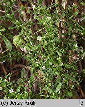 Galium aparine (przytulia czepna)