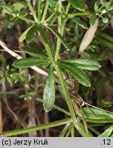 Galium aparine (przytulia czepna)