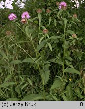 Centaurea phrygia (chaber austriacki)