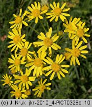 Senecio integrifolius (starzec polny)