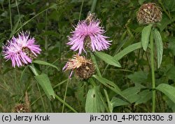 Centaurea phrygia (chaber austriacki)