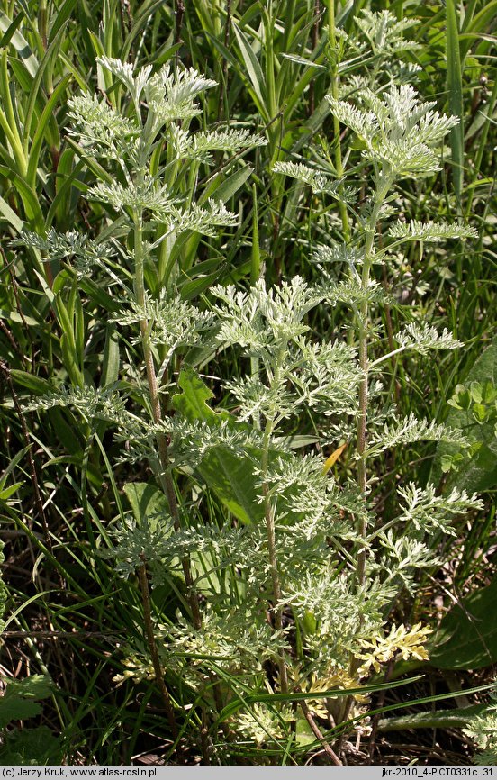 Artemisia pontica (bylica pontyjska)