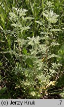 Artemisia pontica (bylica pontyjska)