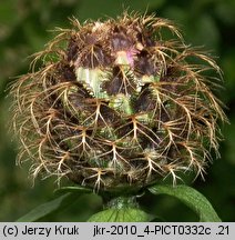 Centaurea phrygia (chaber austriacki)