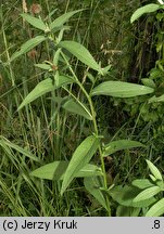 Centaurea phrygia (chaber austriacki)