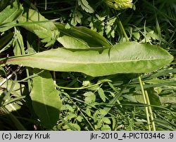 Crepis praemorsa (pępawa różyczkolistna)