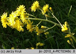 Crepis praemorsa (pępawa różyczkolistna)