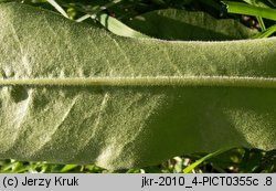 Crepis praemorsa (pępawa różyczkolistna)