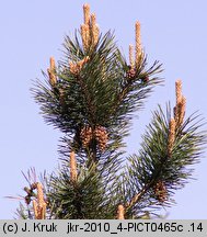Pinus rotundata (sosna błotna)