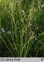 Linum austriacum (len austriacki)