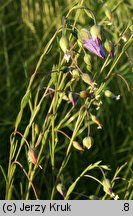 Linum austriacum (len austriacki)