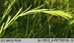 Linum austriacum (len austriacki)