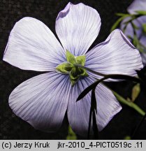 Linum austriacum (len austriacki)