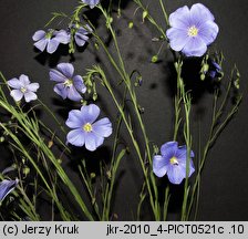 Linum austriacum (len austriacki)