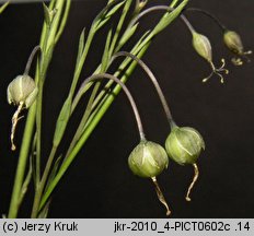 Linum austriacum (len austriacki)