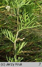 Senecio erucifolius (starzec srebrzysty)