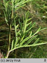 Senecio erucifolius (starzec srebrzysty)