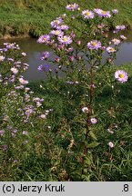 Symphyotrichum novi-belgii (aster nowobelgijski)