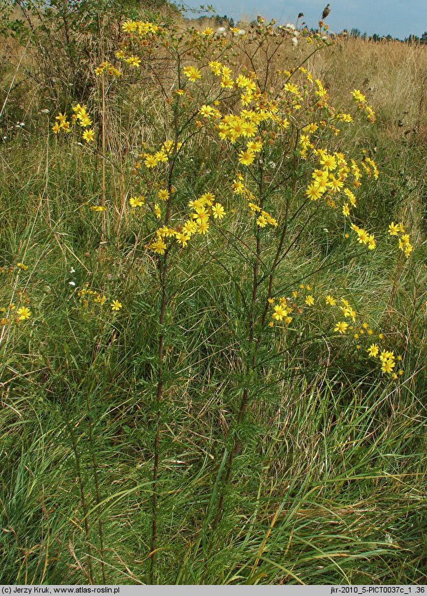 Senecio erucifolius (starzec srebrzysty)