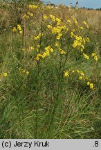 Senecio erucifolius (starzec srebrzysty)