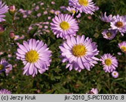 Symphyotrichum novi-belgii (aster nowobelgijski)