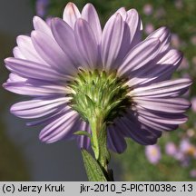 Symphyotrichum novi-belgii (aster nowobelgijski)