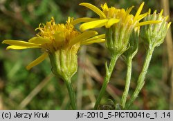 Senecio erucifolius (starzec srebrzysty)