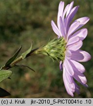 Symphyotrichum novi-belgii (aster nowobelgijski)