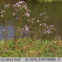 Symphyotrichum novi-belgii (aster nowobelgijski)