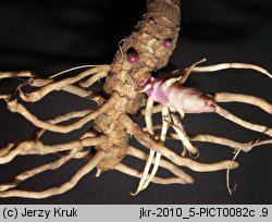 Senecio erucifolius (starzec srebrzysty)