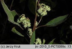 Chenopodium strictum (komosa wzniesiona)