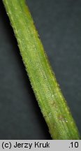 Eriophorum latifolium (wełnianka szerokolistna)