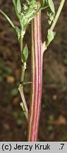 Chenopodium strictum (komosa wzniesiona)