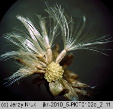 Senecio erucifolius (starzec srebrzysty)