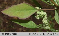 Chenopodium strictum (komosa wzniesiona)