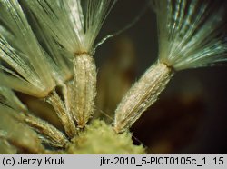 Senecio erucifolius (starzec srebrzysty)