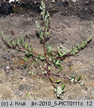 Chenopodium strictum (komosa wzniesiona)