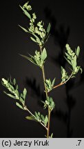 Chenopodium strictum (komosa wzniesiona)