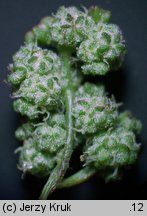 Chenopodium strictum (komosa wzniesiona)