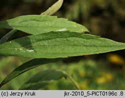 Solidago canadensis (nawłoć kanadyjska)