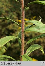 Solidago canadensis (nawłoć kanadyjska)